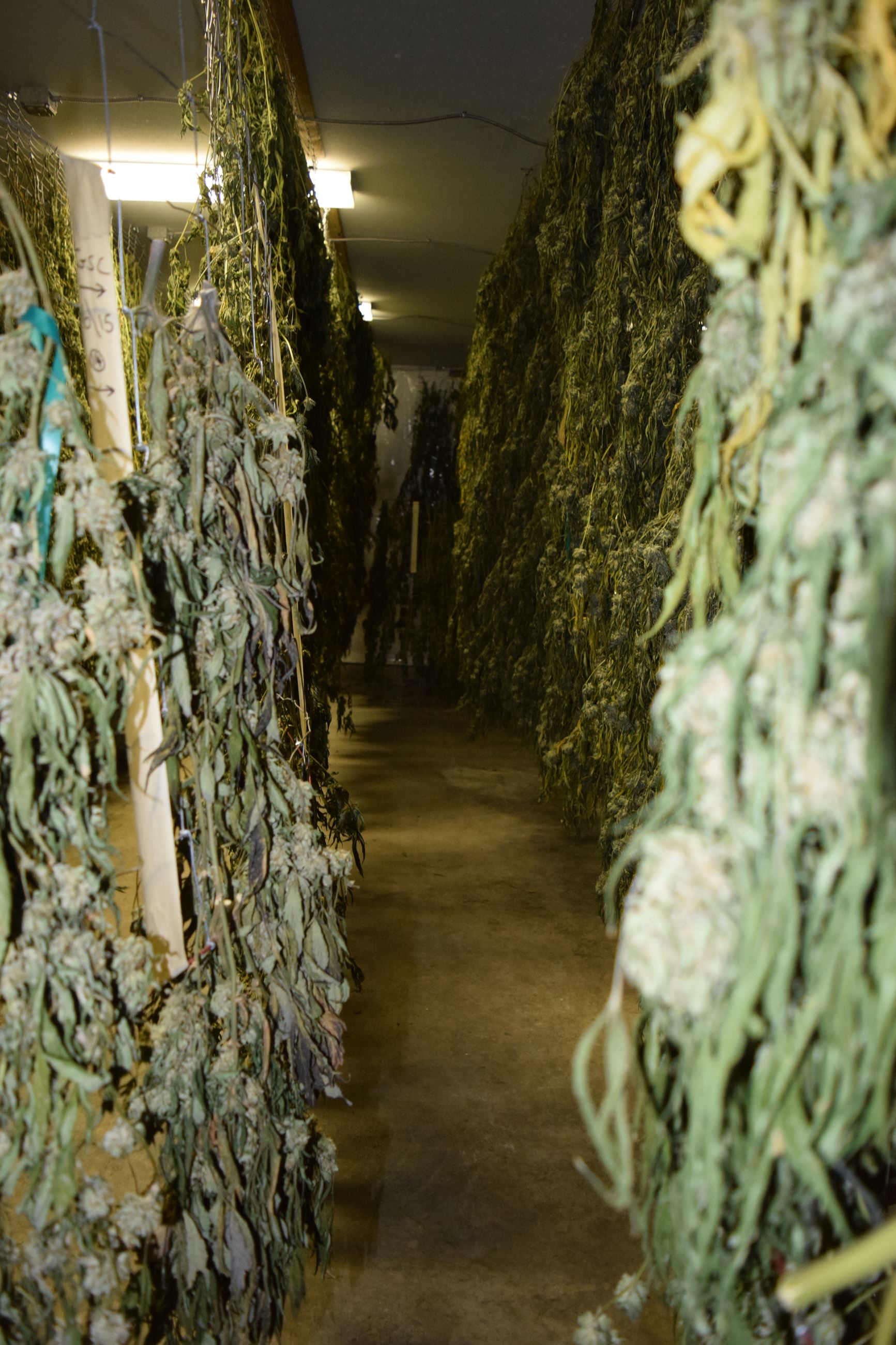 Drying Marijuana - Marijuana Arrest Case 201603005